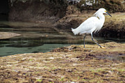 The Great Egret Photograph by Christina McGoran