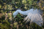 The Great Egret Shimmy And Shake Dance Photograph by Mary Lou Chmura