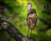 The Happy Limpkin Photograph by Mark Andrew Thomas The Happy Limpkin Photograph by Mark Andrew Thomas