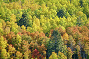The Heartbreak Colors of Fall Photograph by Mary Lee Dereske