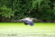 The Heron and Dragonfly Photograph by Alyssa Tumale