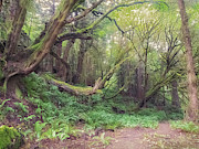 The Kind Bending of FOrest Beings Photograph by Lynn Wohlers