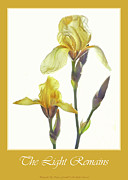 The Light Remains Card Photograph by Nancy Griswold The Light Remains Card Photograph by Nancy Griswold