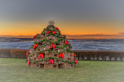 The Lobster Trap Tree Photograph by Penny Polakoff The Lobster Trap Tree Photograph by Penny Polakoff