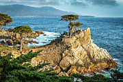 The Lone Cypress Photograph by David Levin