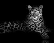 The Majestic Leopard Photograph by Mark Andrew Thomas