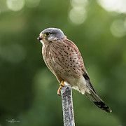 The male Kestrel hunting on top of a round pole Photograph by Torbjorn Swenelius