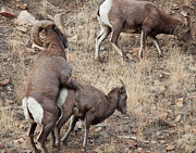 The Mating Game Photograph by Jim Garrison