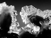 The Microscopic World 11 Digital Art by Christopher Hollon