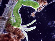 The Microscopic World 7 Digital Art by Christopher Hollon