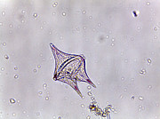 The Microscopic World 9 Digital Art by Christopher Hollon