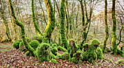 The Mossy Creatures of the old Beech Forest 1 Photograph by Weston Westmoreland The Mossy Creatures of the old Beech Forest 1 Photograph by Weston Westmoreland