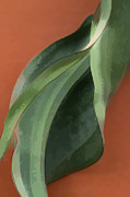 The Movement of Plants Photograph by Marilyn Cornwell The Movement of Plants Photograph by Marilyn Cornwell