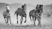 The Muddy Marauders. Photograph by Paul Martin