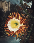 The Night Blowing Cereus from The Temple of Flora Painting by Robert John Thornton