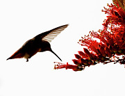 The Ocotillo Diner Photograph by Joe Schofield