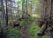 The Path Photograph by Donald Sawin