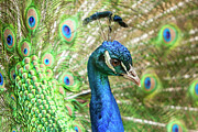 The Peacock a closer look Digital Art by Jerry Dalrymple