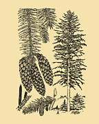 The Pine Tree Digital Art by Madame Memento