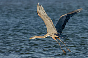 The Power Stroke Photograph by RD Allen