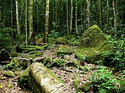 The scenery of tropical forest Photograph by Robert Bociaga