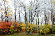 The Seasons Meld Photograph by C Renee Martin The Seasons Meld Photograph by C Renee Martin