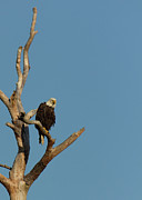 The Sentinel Photograph by Charles Floyd The Sentinel Photograph by Charles Floyd