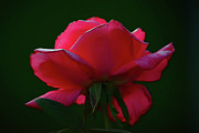 The Shy Rose Glows Photograph by Cory Milligan