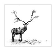 The Stag Photograph by Andrea Kollo