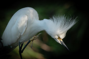 The Stalk Photograph by Douglas Fraser Smith The Stalk Photograph by Douglas Fraser Smith