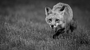 The Stalk Photograph by Rudy Viereckl The Stalk Photograph by Rudy Viereckl