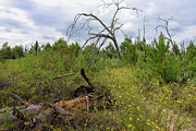 Wild Rebirth - Yellow Blooms and Burnt Trees in Bastrop State Park Photograph by Brigitte Blanchette Thompson Wild Rebirth - Yellow Blooms and Burnt Trees in Bastrop State Park Photograph by Brigitte Blanchette Thompson