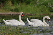 The Swans walk into the sunshine Photograph by Soraya D'Apuzzo The Swans walk into the sunshine Photograph by Soraya D'Apuzzo