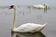 The Swanses Lake Photograph by Soraya D'Apuzzo The Swanses Lake Photograph by Soraya D'Apuzzo
