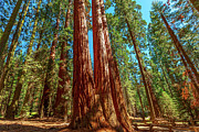 The Tough Twins sequoia trees Photograph by Benny Marty The Tough Twins sequoia trees Photograph by Benny Marty
