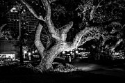 The Tree of Life Photograph by Louis Dallara The Tree of Life Photograph by Louis Dallara