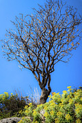The Tree of Wisdom Photograph by Andrea Whitaker The Tree of Wisdom Photograph by Andrea Whitaker