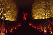 The Tree Worshippers Photograph by Marilyn Cornwell