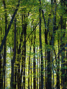 The Trees in Spring Photograph by John Morzen