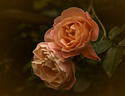 The Two Roses Photograph by Richard Cummings