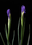 The Unfolding Iris Photograph by Nancy Griswold