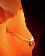 The Vine and the Branch Photograph by Dave Diegelman The Vine and the Branch Photograph by Dave Diegelman