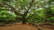 The Whole Angel Oak Tree Photograph by Louis Dallara The Whole Angel Oak Tree Photograph by Louis Dallara