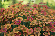 The Zinnia Sea of Remembrance Photograph by Mary Lou Chmura