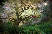 There's Magic In All Of Us Photograph by Laurie Search There's Magic In All Of Us Photograph by Laurie Search