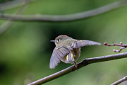 These Are My Wings Photograph by Douglas Fraser Smith These Are My Wings Photograph by Douglas Fraser Smith
