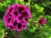 They Seem To Glow Photograph by DC Langer