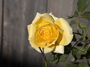Thinking Yellow Rose Photograph by Richard Thomas Thinking Yellow Rose Photograph by Richard Thomas