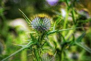 Thistle Photograph by Call Me Abbie - Abbie Shores