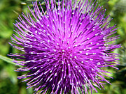 Thistle Bloom Photograph by David Desautel
